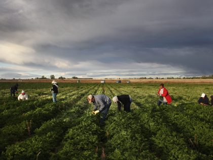 Colorado Farm Suffers As Immigrant Workforce Diminishes