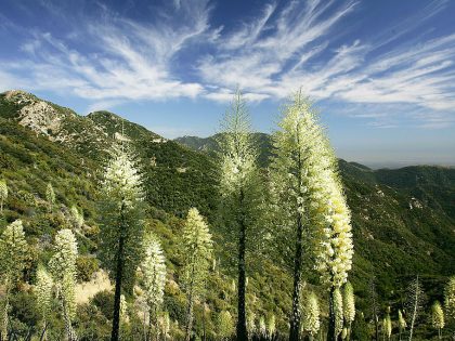 Wildflowers Bloom On First Day Of Summer After Record Rainy Winter