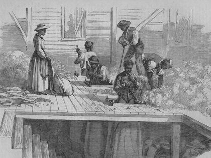 Slaves On A Cotton Plantation