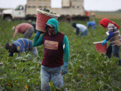 Essential Farm Workers Continue Work As Florida Agriculture Industry Struggles During Coronavirus Pandemic