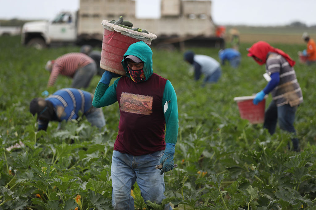 Essential Farm Workers Continue Work As Florida Agriculture Industry Struggles During Coronavirus Pandemic