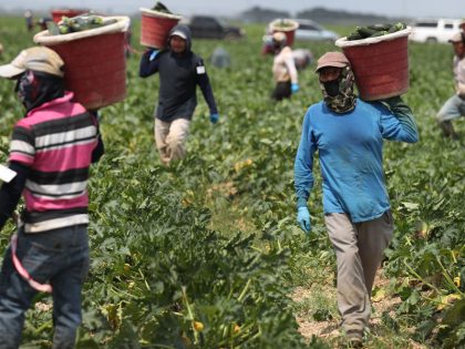 Essential Farm Workers Continue Work As Florida Agriculture Industry Struggles During Coronavirus Pandemic