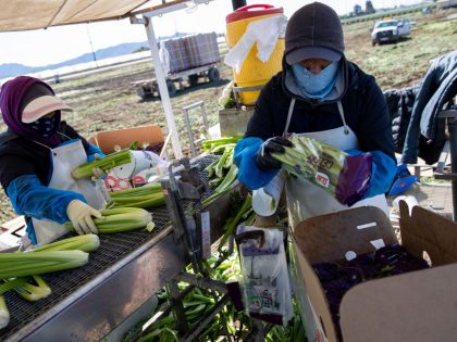 Agriculture Workers, Deemed Essential, Continues Working In The Fields In Oxnard, California