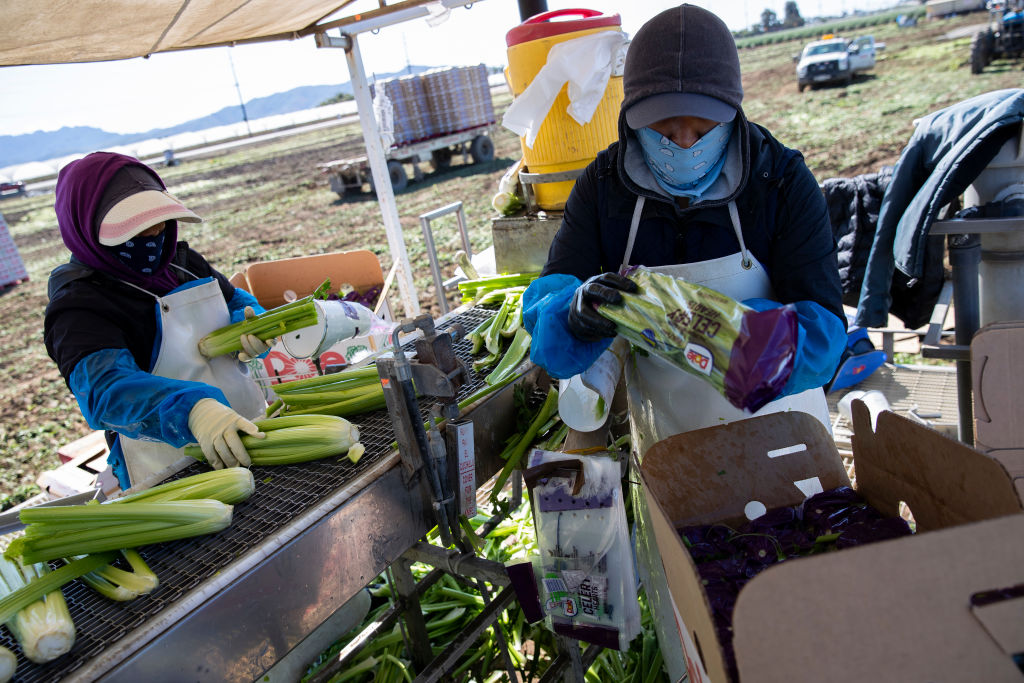 Agriculture Workers, Deemed Essential, Continues Working In The Fields In Oxnard, California