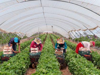 Migrant Farm Workers In Lepe