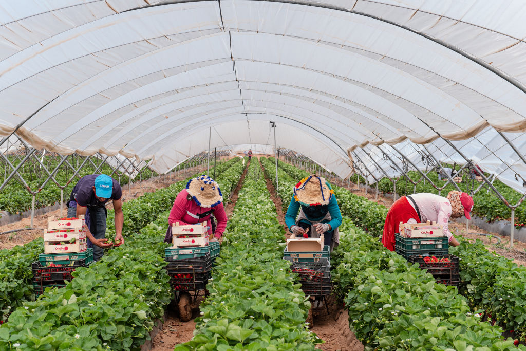 Migrant Farm Workers In Lepe