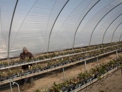Coronavirus Travel Restrictions Pose Risk To Seasonal Farm Labour