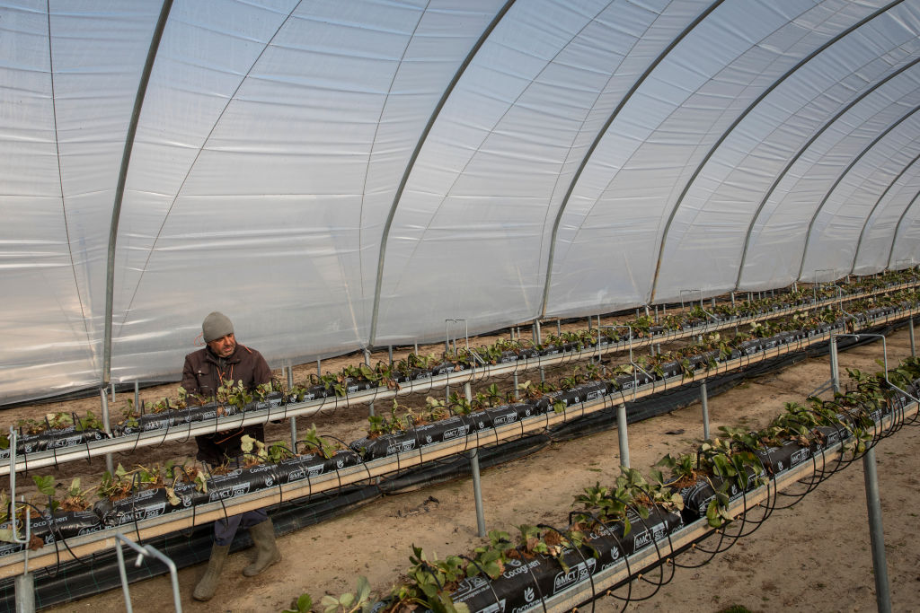 Coronavirus Travel Restrictions Pose Risk To Seasonal Farm Labour