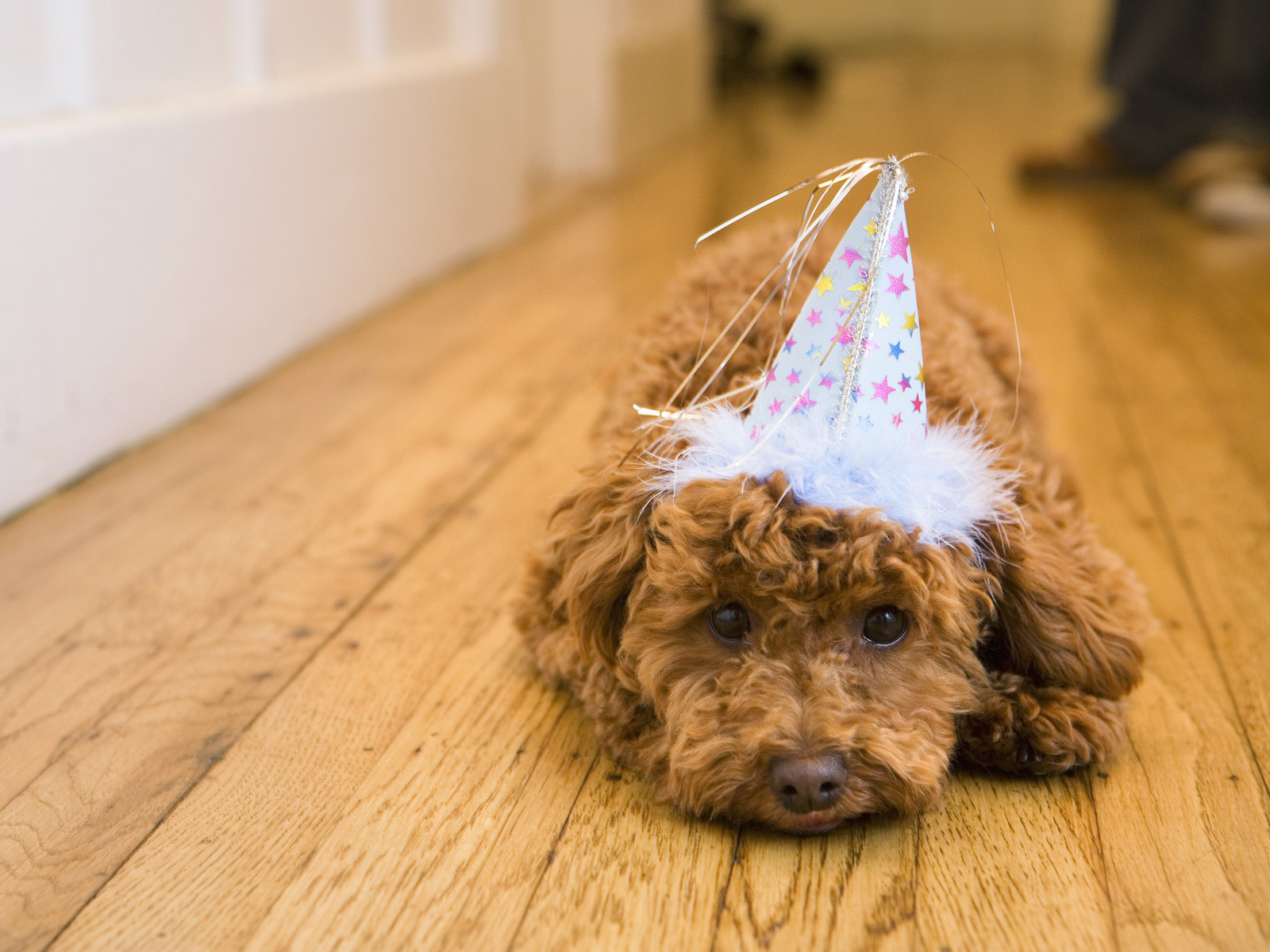 Dog wearing party hat, lying on hardwood floor --- Image by © Ocean/Corbis