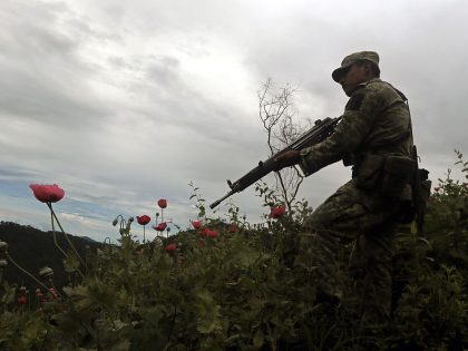 MEXICO-DRUG-TRAFFICKING-POPPY