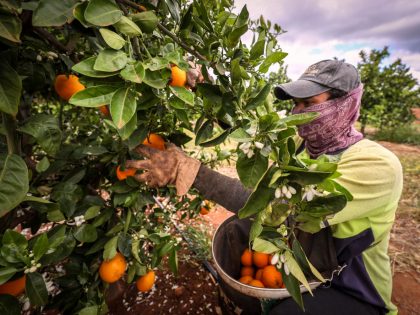 Harvesting Oranges as Australia's Horticulture Industry Struggles With Lack of Labor and Border Controls