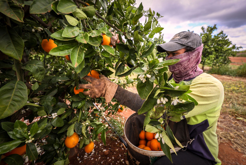 Harvesting Oranges as Australia's Horticulture Industry Struggles With Lack of Labor and Border Controls