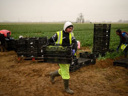 BRITAIN-EU-BREXIT-AGRICULTURE-FLOWERS