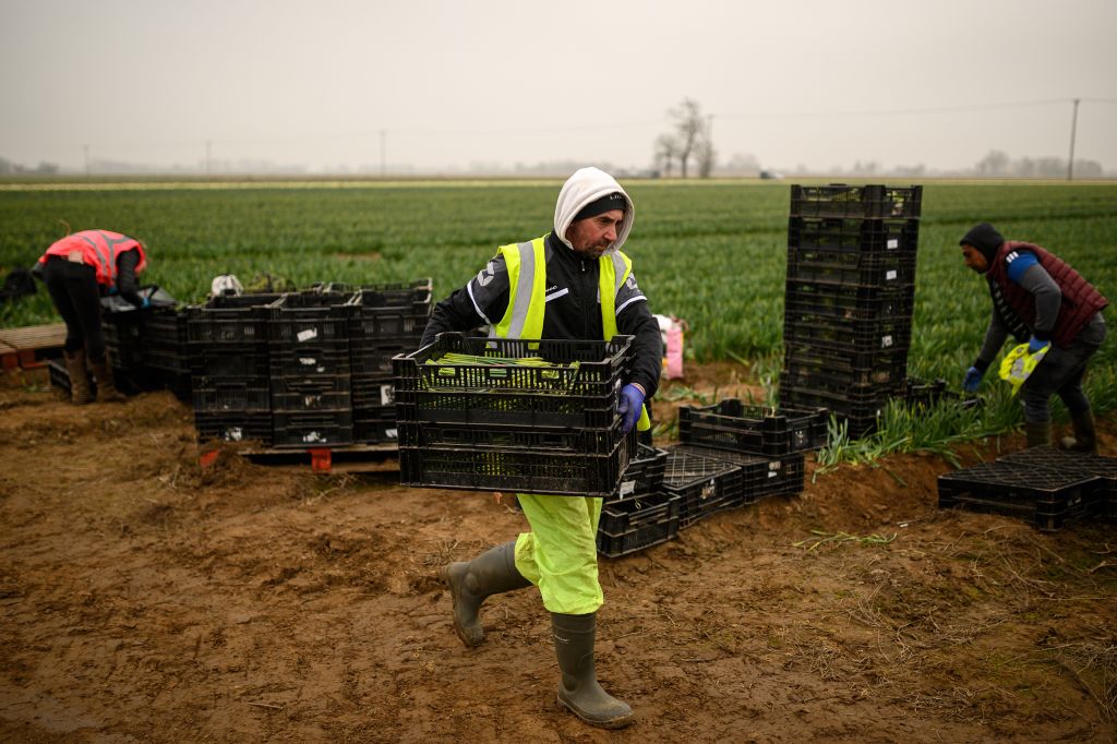 BRITAIN-EU-BREXIT-AGRICULTURE-FLOWERS