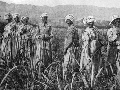 Women tending young sugar canes in Jamaica, 1922.