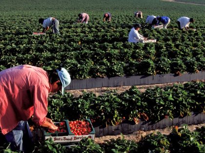Florida, Dover, Strawberry Harvesting By Mexican Migrant Workers