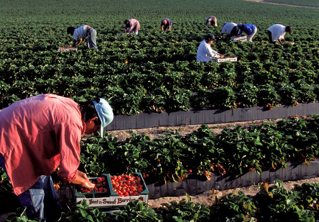 Florida, Dover, Strawberry Harvesting By Mexican Migrant Workers