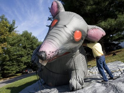'Scabby' the giant inflatable rat is a well-known symbol used by protesters in the DC area.