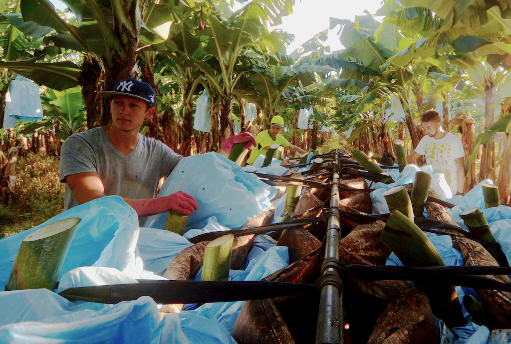 Banana Picking And Processing At The Liverpool River Banana Farm