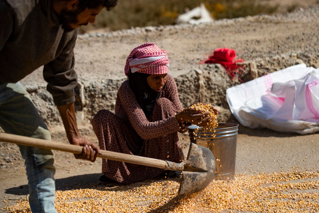 SYRIA-AGRICULTURE-CORN