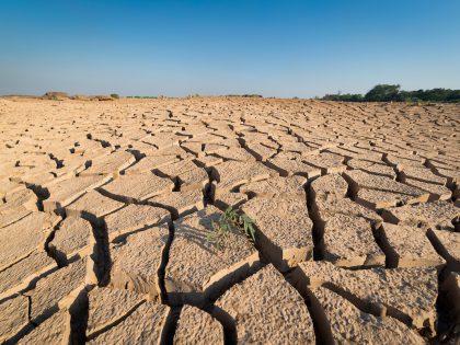 small plant that grows in arid land - concept climate warming
