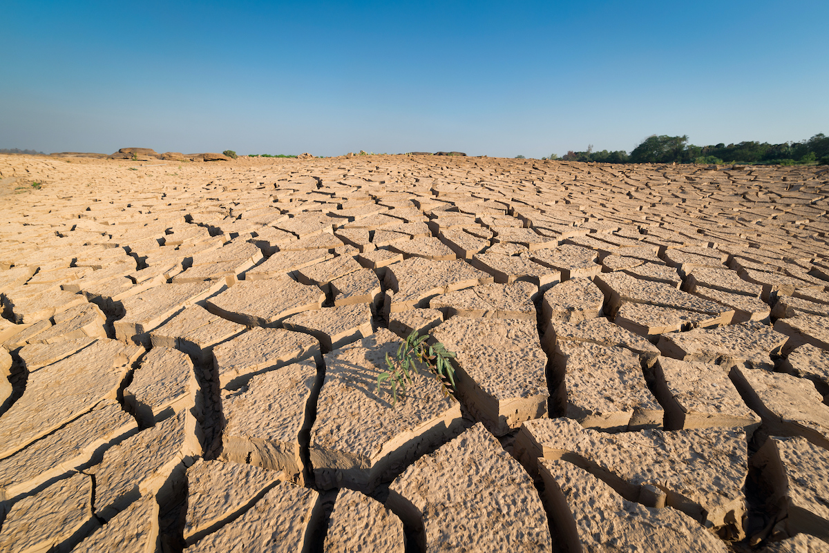small plant that grows in arid land - concept climate warming