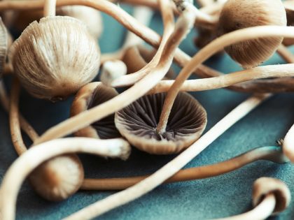 Close-up of fresh psychedelic mushrooms (Psilocybe mexicana) on a table