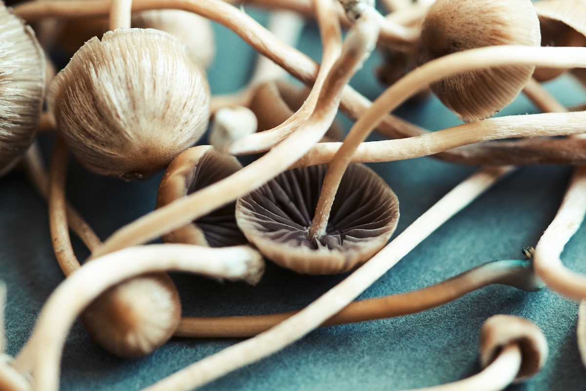 Close-up of fresh psychedelic mushrooms (Psilocybe mexicana) on a table