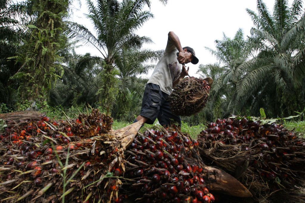 Deforestation Continues In Sumatra