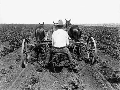 Farmer With A Mule Drawn Plow