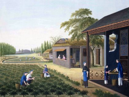 Chinese tea plantation workers picking and sorting tea.