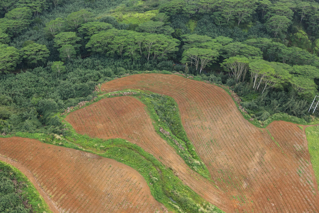 A planted farm field on Kauai, Hawaii