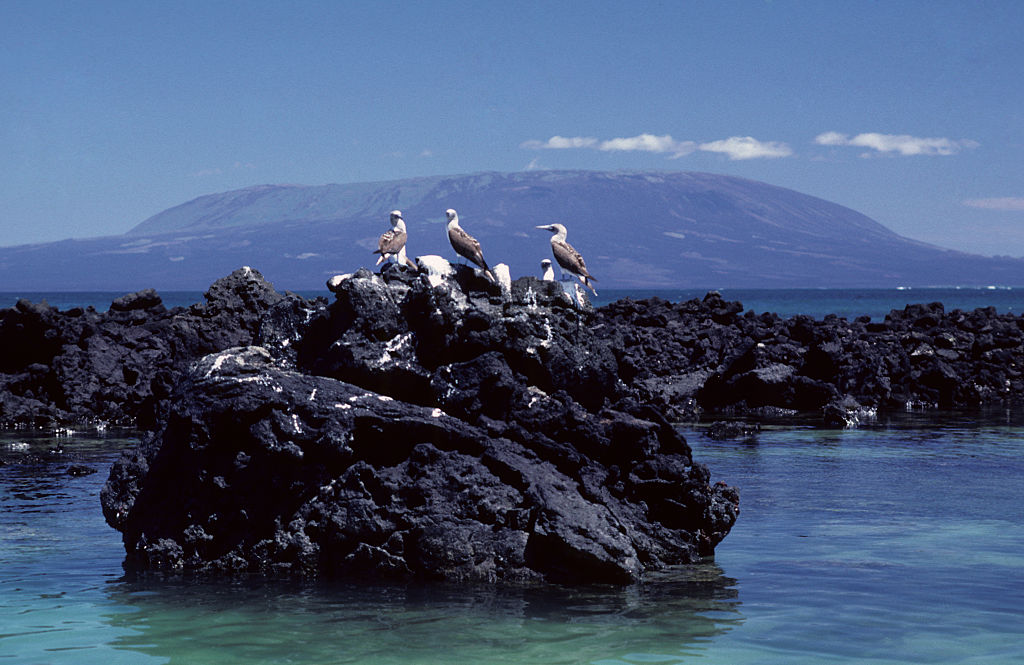 The Galapagos Islands