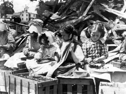 Child labour in the USA 1910. 'hulling' strawberries.