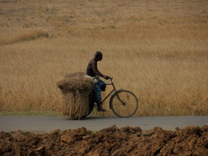 India Paddy Harvesting