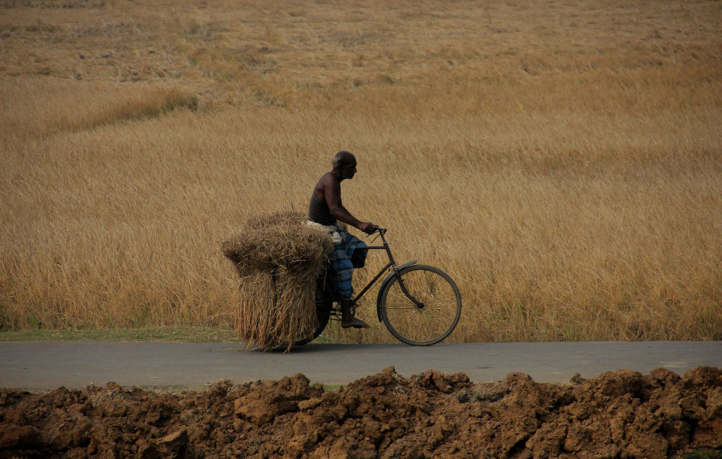 India Paddy Harvesting
