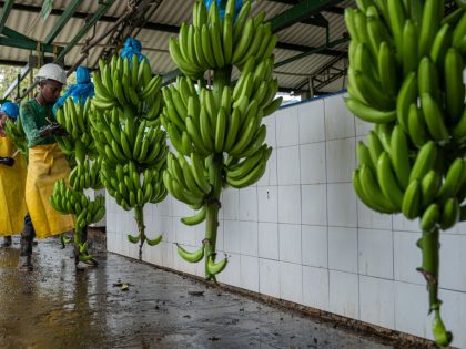 Operations During A Banana Harvest In Colombia