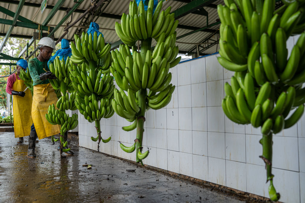 Operations During A Banana Harvest In Colombia