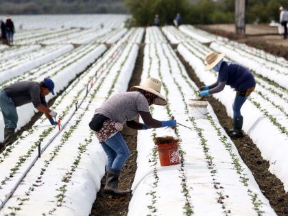 Record Drought Impacts California's Food Producers