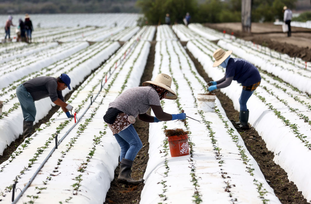 Record Drought Impacts California's Food Producers