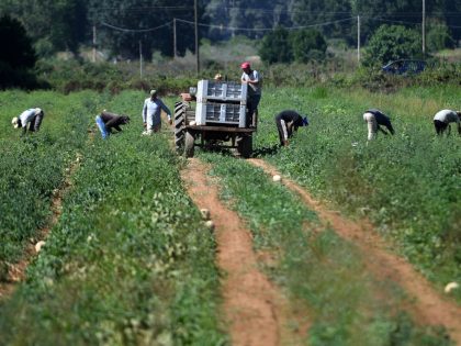 ITALY-LABOUR-AGRICULTURE-MIGRANTS