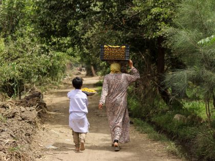 The Apricot Harvest Season