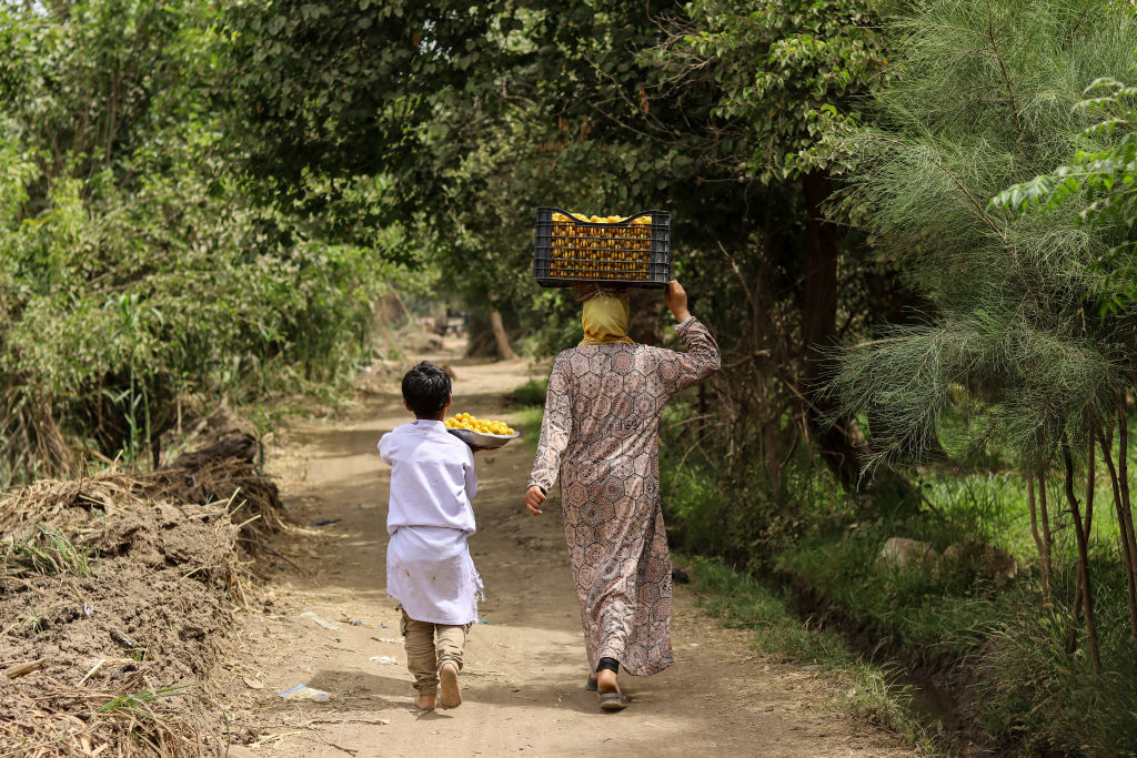 The Apricot Harvest Season