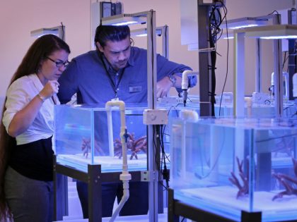 Reefs are dying. Scientists hope lab-bred 'super corals' can help revive them.
