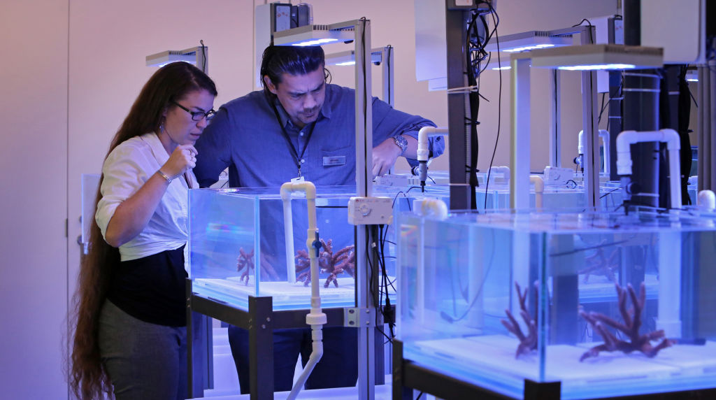 Reefs are dying. Scientists hope lab-bred 'super corals' can help revive them.