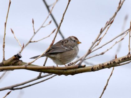 A white-crowned sparrow is identified and observed by bird enthusiasts from the Santa Clara Valley and Sequoia chapters of the Audubon Society while conducting a monthly bird count on the rooftop garden of Facebook headquarters in Menlo Park, Calif. on Fr