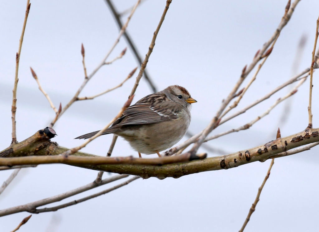 A white-crowned sparrow is identified and observed by bird enthusiasts from the Santa Clara Valley and Sequoia chapters of the Audubon Society while conducting a monthly bird count on the rooftop garden of Facebook headquarters in Menlo Park, Calif. on Fr