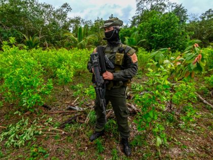 COLOMBIA-DRUGS-COCA-ERADICATION