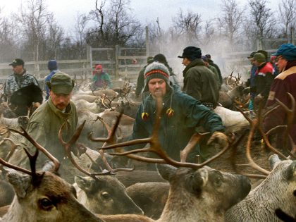 Sweden - Lapland - Sami reindeer round in Arctic Circle
