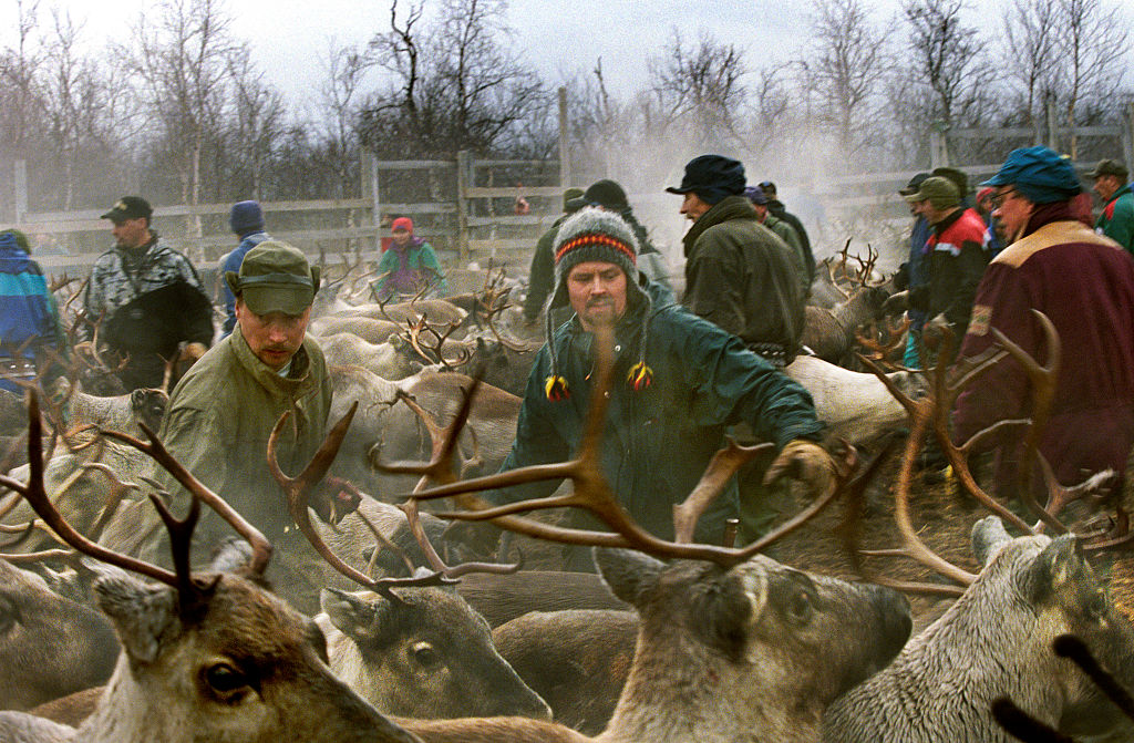 Sweden - Lapland - Sami reindeer round in Arctic Circle